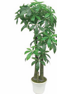 Tree Artificial Fortune Tree 65" inch Large Indoor or Outdoor Plant Home Décor UV Protected Faux Tree